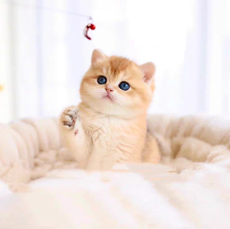 猫舍直销,批发价出售,金渐层